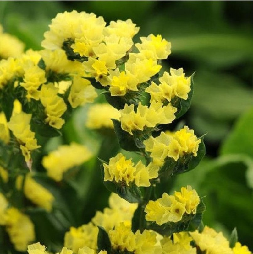 Limonium Qis Yellow